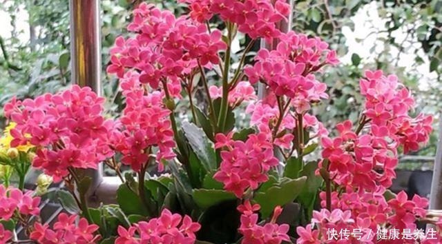 金钱树|家里养花，选这5种花，好养好看还招财，都有“好意头”！