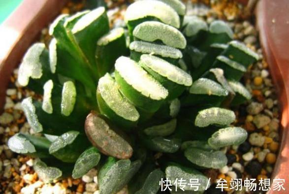 多肉植物叶片动不动就发软,该怎么办仔细水、肥供给就够了