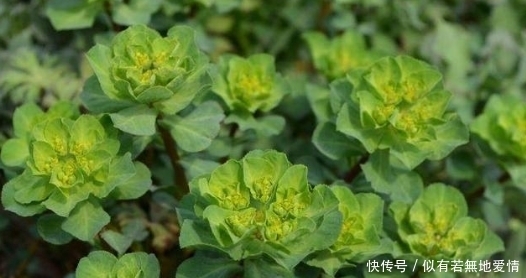 農(nóng)村一種野草，農(nóng)民拿來喂兔子，卻不知它是名貴的“貓兒眼睛草”