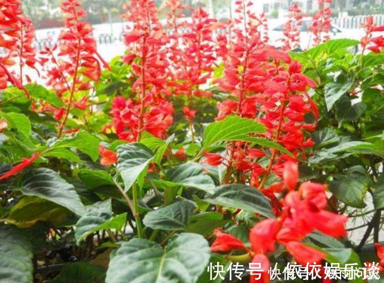 金边瑞香|4种高颜值网红花，人见人爱，浇水点就疯长，开花超美的