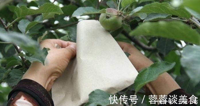 虫子|曾立下功劳的水果套袋，如今让果农苦不堪言，套袋技术会被取消吗