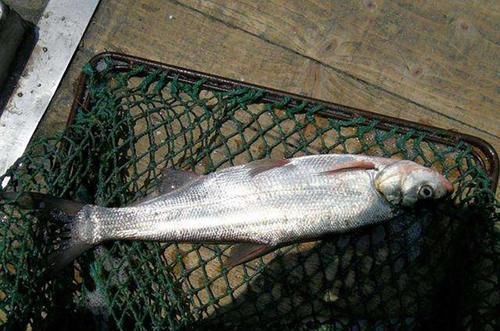 刁子鱼|它是水库有害鱼类，俗称“刁子鱼”，过去除之不尽，如今成高档货