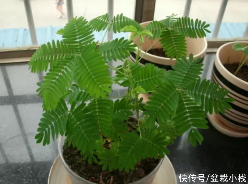 夜来香|你养的花，可能是“毒花”，盘点8种常见毒花