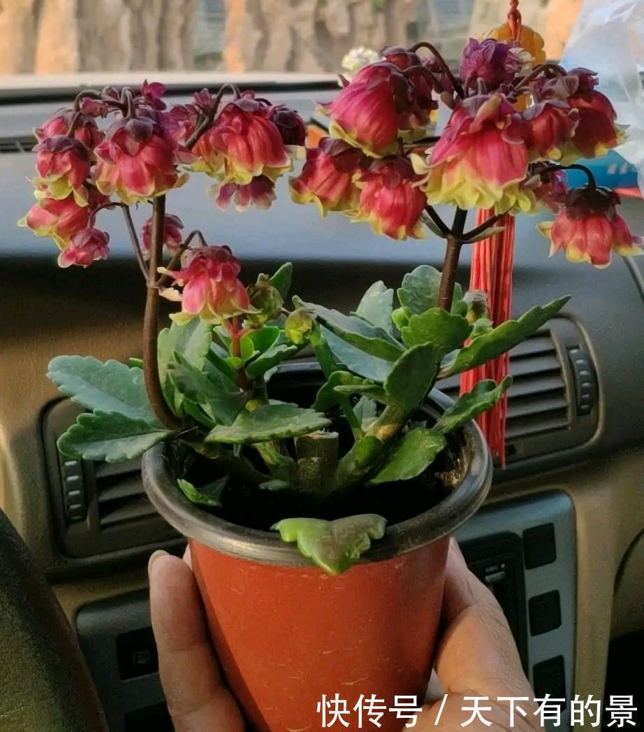 长寿|长寿花有“三怕”,入冬养护得避开,养成小老桩,清香宜人小半年