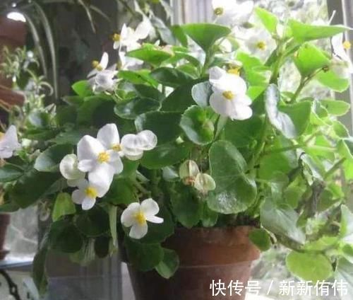 家中有3种花卉盆栽，趁早搬到阳台上晒一晒，枝叶越长越旺盛