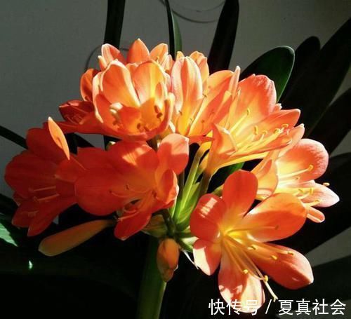君子兰不开花？2种废料埋盆里，花箭蹭蹭冒，开花2个月