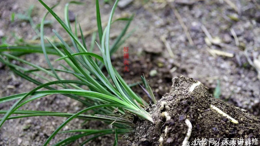 兰花喜酸还是喜碱?很多兰友虽明白,却都做错了