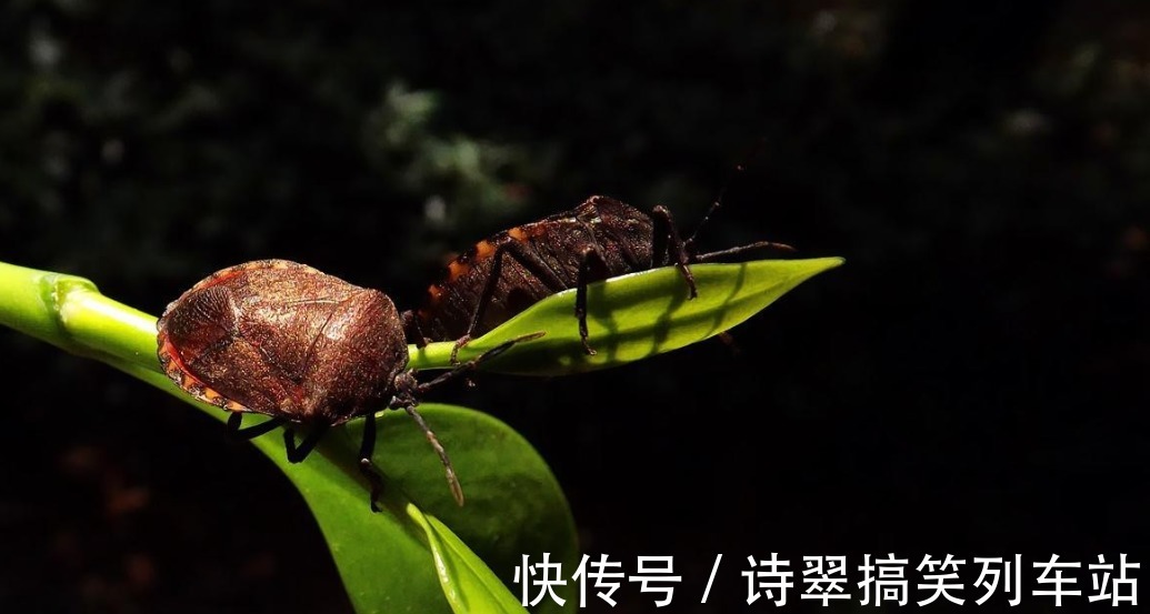 臭妮子|会放臭屁的臭妮子,营养价值堪比鹿茸,现在卖1000元一斤