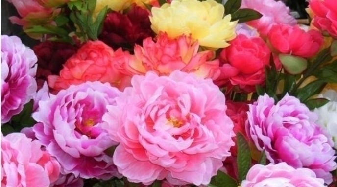 家里就养4种花,养人又旺财,开花富贵吉祥,变成有钱人!