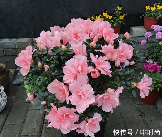 建议大家:不管有钱没钱,家里种上这6种盆栽,净化空气又养人