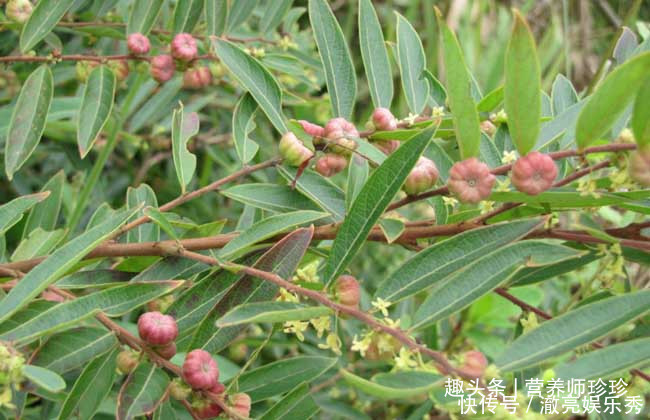 家乡|若你在家乡有幸见到它们，请好好珍惜，药用价值极高，可遇不可求