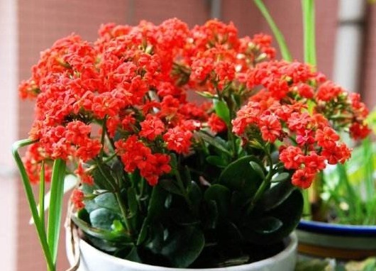 养长寿花，“这1招”做好了，比施肥还管用，花开一茬茬，长爆盆