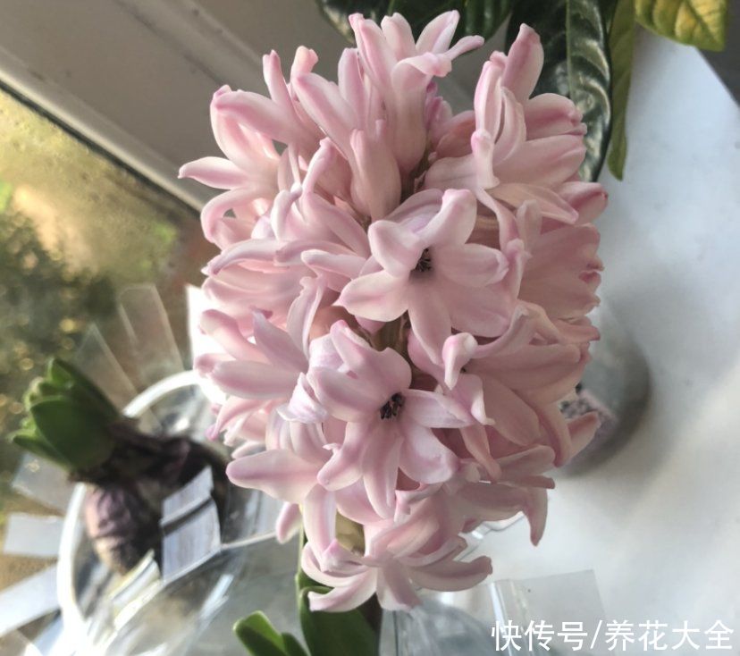 复花性|这3种花开完花就扔掉，第二年开花几率很小，别浪费时间