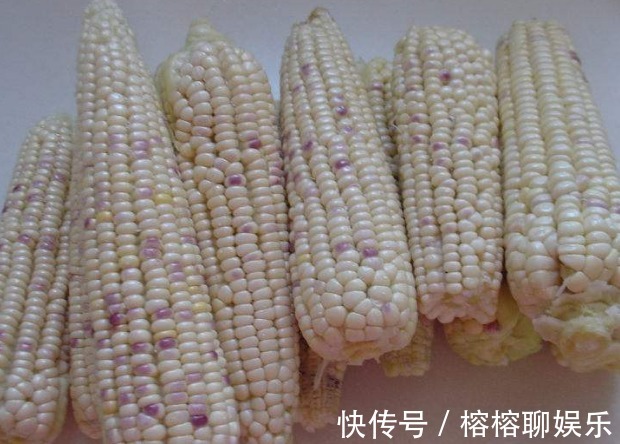 煮熟的玉米不够香甜教你3个煮玉米的妙招,玉米香甜又可口