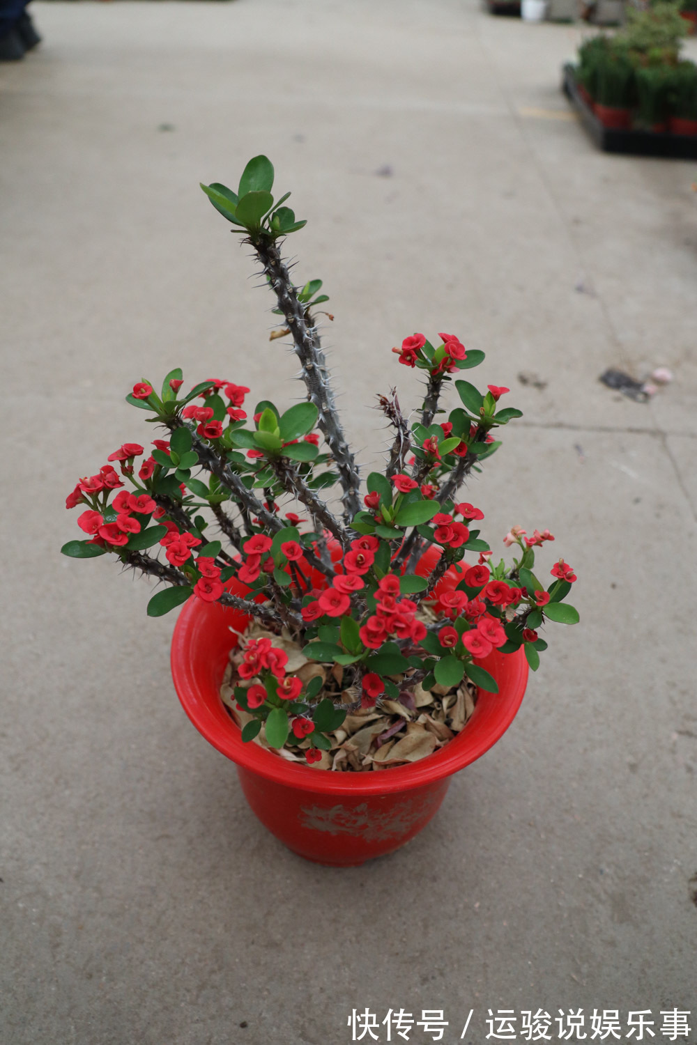 6种花超级喜欢太阳,晒得越多“花”越多,养一盆不亏