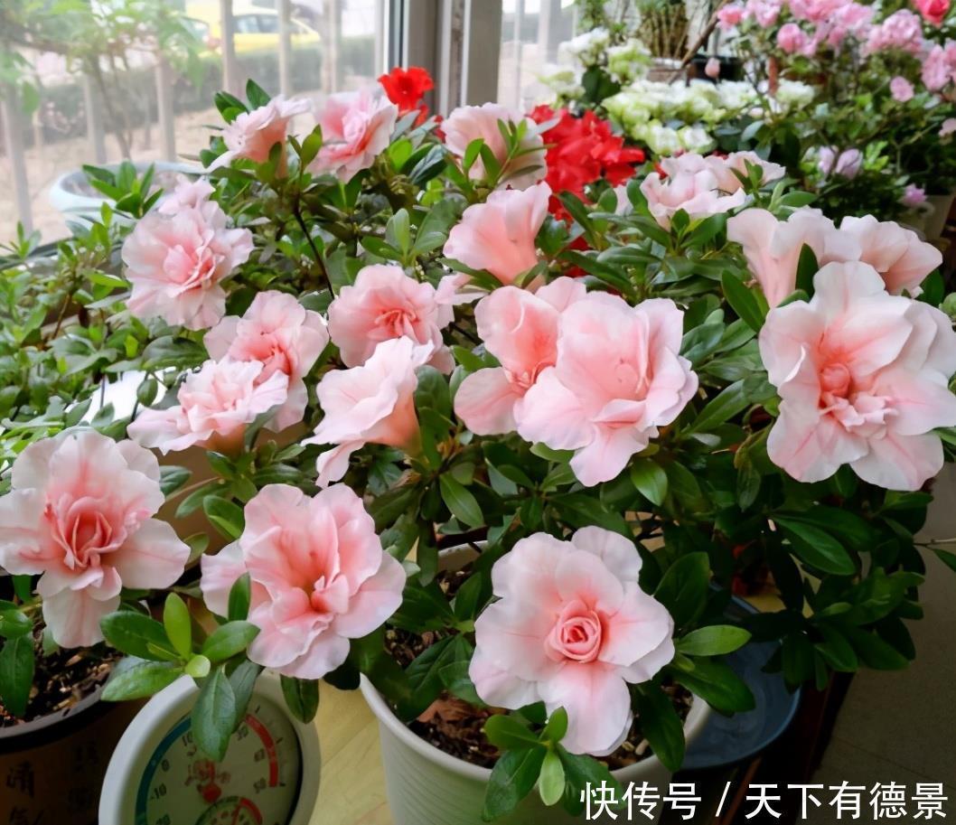 阳台养花，“3种土”不能用，好的土壤，才是养好花的关键