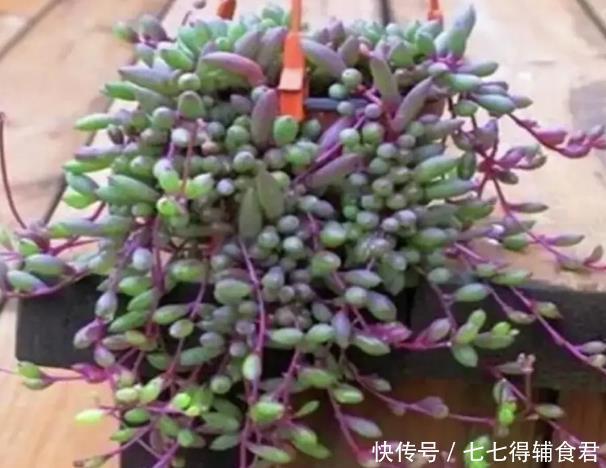 生长快速的9种多肉,春天就养这些肉肉了,一年半载就能养爆盆