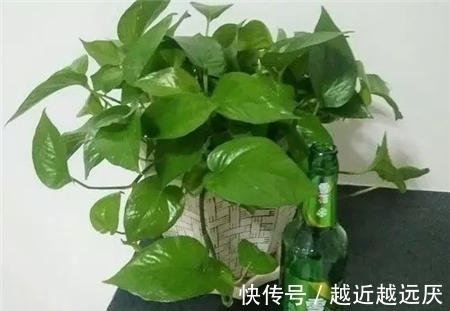 绿萝|绿萝黄叶不要担心，或许5大窍门能挽救一下，爱花人早了解