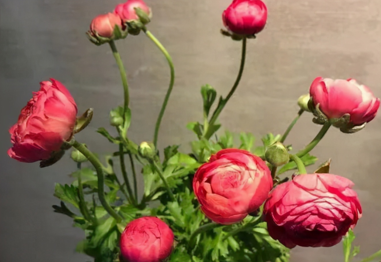 喜欢牡丹、月季,不如养花毛茛,株姿玲珑,节省空间,更有品味