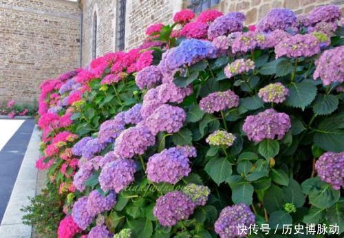 家门口别空着,种上4种花,开出一片花海,芳香四溢!