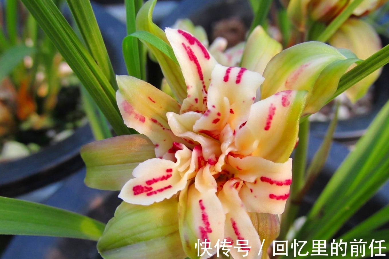 天蓬元帅@它是兰花界“天蓬元帅”?花朵酷似牡丹,味道胜香水,种植超简单