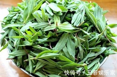 清热解毒|夏天多吃以下4种野菜,能清热解毒,消肿利尿,早知早受益