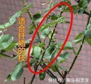 5种花开完后，剪下的枝条不要扔，活性高适合扦插，一插一大盆