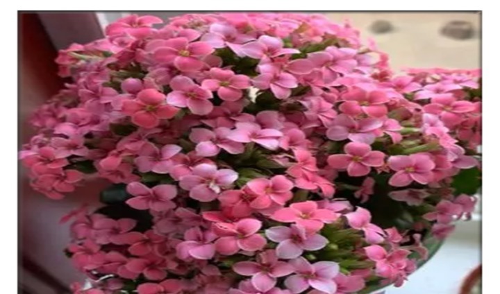 养长寿花，只要盆里埋上“它”，开成一个小花园比花肥还好使