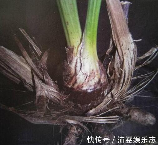 茎腐病|秋季兰花得茎腐病怎么办教你“4法”,找对病因,照样可以救活