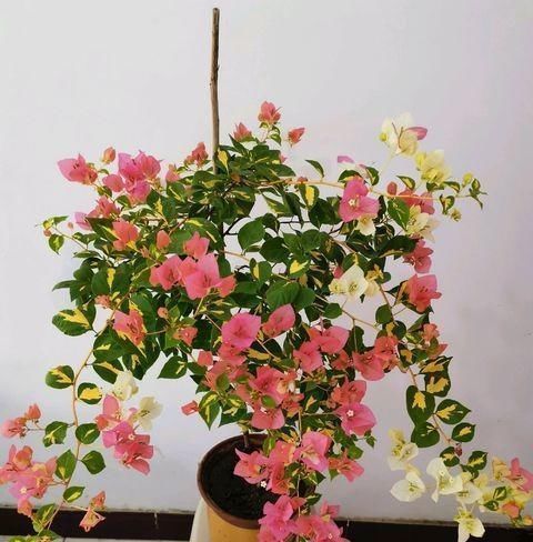 给三角梅修剪，记住“时间点”，开成大花团，真正的“开花机器”