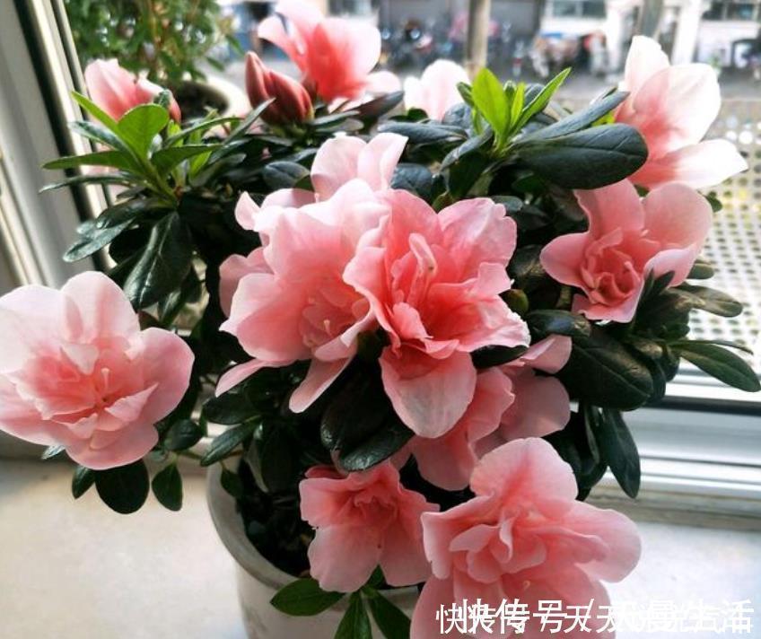 超漂亮的3种花,长势好、花色艳,高端大气上档次