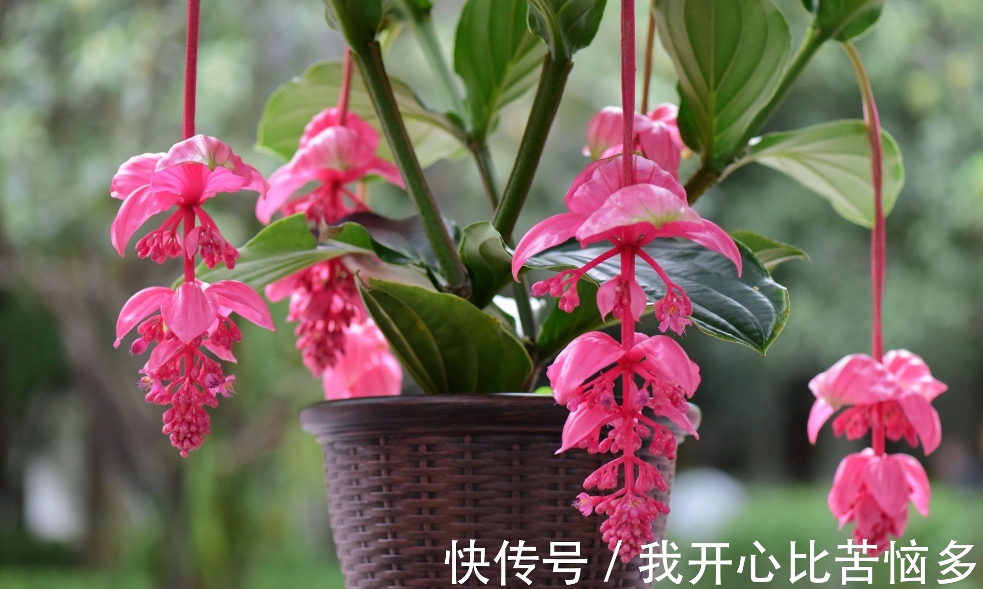 3种“贵族花”,盆盆价值几百元,颜值虽出众,但真不舍得买!