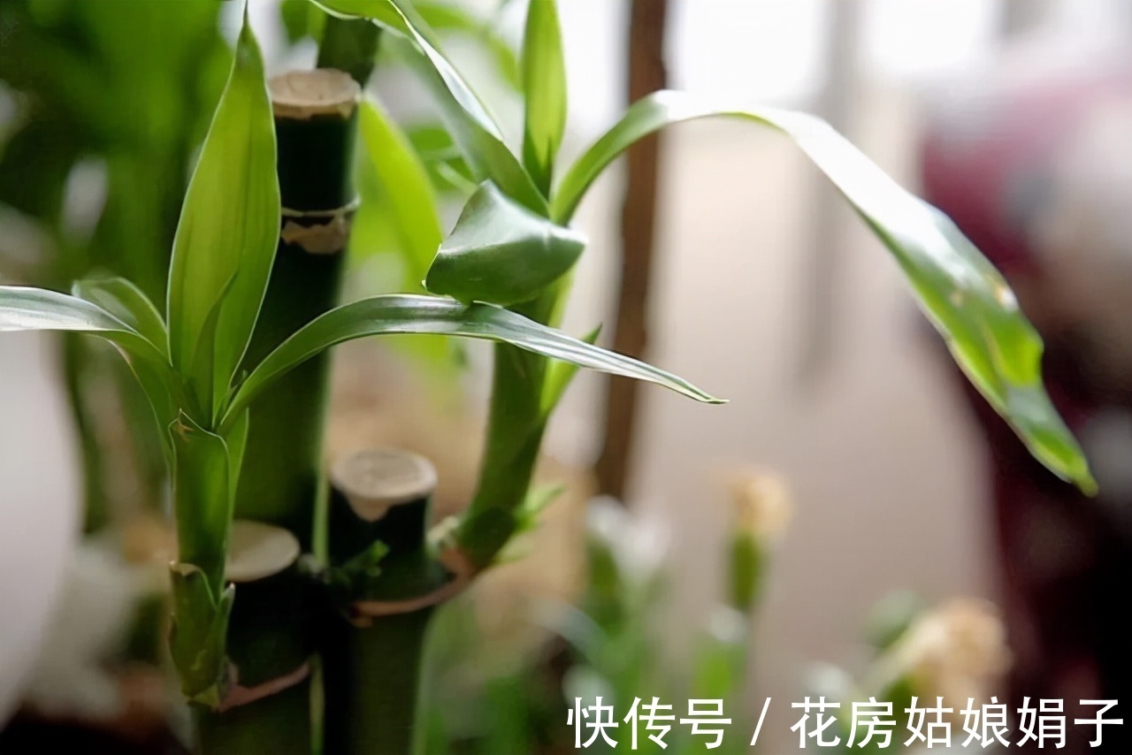 这几种花不生虫,养在家里太省心了,一点药不用,还长得叶绿花红