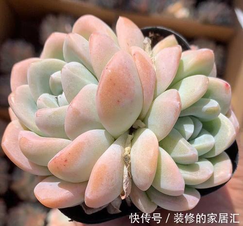 火狐狸|4种高颜值多肉,在家养一盆,好像艺术品,花友:后悔没早点养!