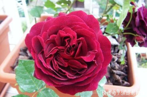 豆瓣兰|喜欢玫瑰,不如养盆“高档玫瑰”曼斯特德伍德,花色深红,好养活