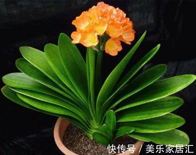 君子兰开花有何征兆,怎样养护才能早日开花