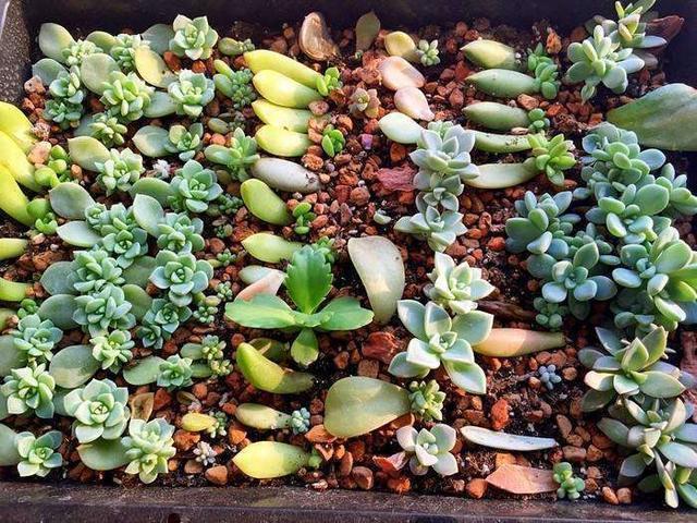 早知道多肉“叶插”是这样,我也不至于都养死,花了太多冤枉钱