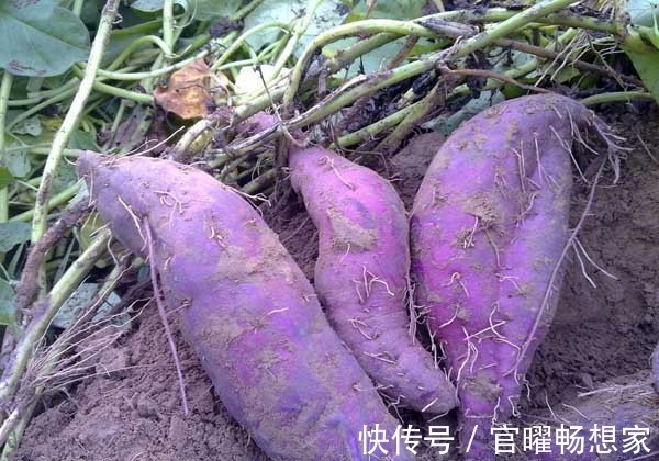 紫薯属于红薯的一种，营养价值比较高，种植紫薯种植前景如何呢