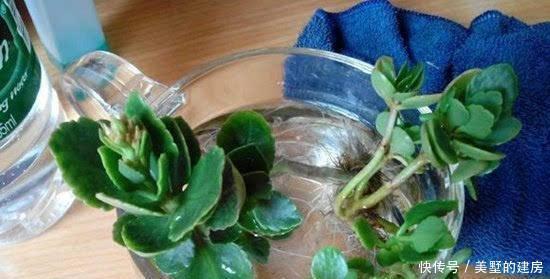 君子兰根|养花烂根了,全扔掉?别,一个小方法立马满血复活