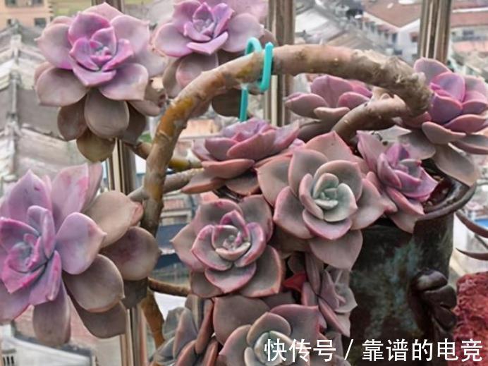 多肉紫乐掉叶子长不好?简单几步,恢复生长爆侧芽,养成小老桩