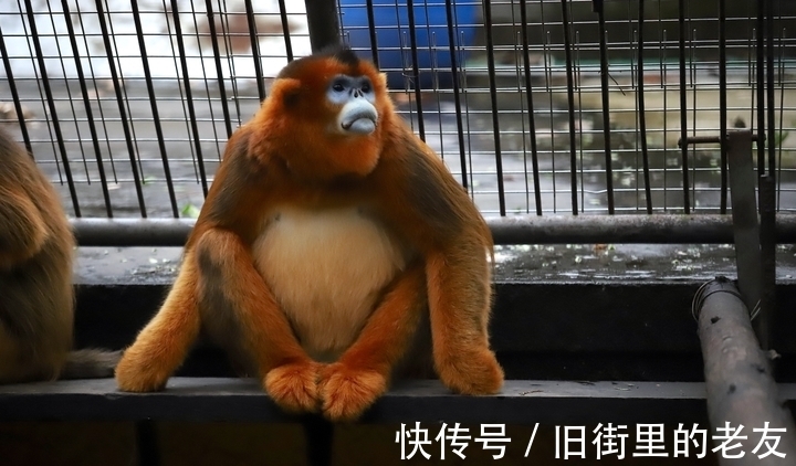 【神奇动物在中国第二季·第2讲】颜值最高的猴子