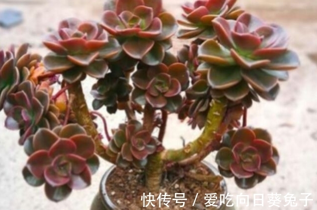 养多肉别忘了巧克力方砖