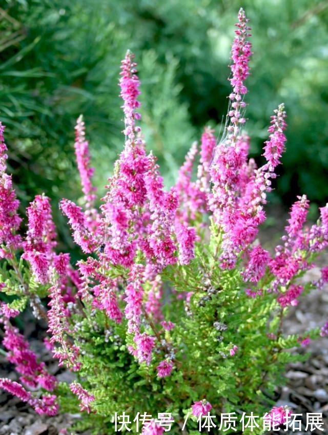 冬天花草别乱买，投资这几种，花期长，还很好养！