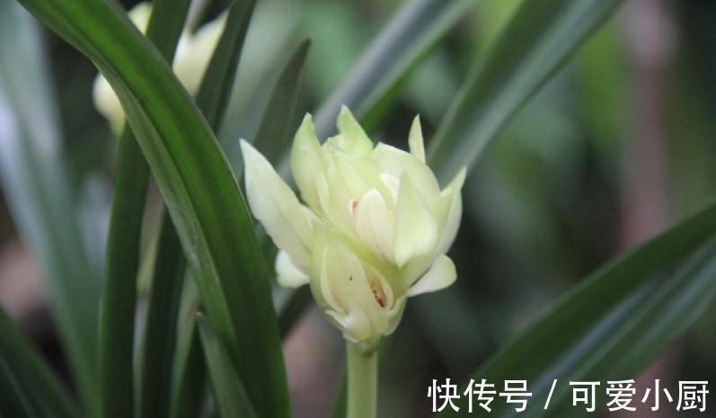 一文了解兰界奇品秋榜,宝莲灯,赶快来了解一下