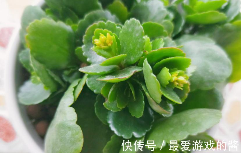 长寿花没长花苞，能不能剪？别剪，放个“大招”就可以了