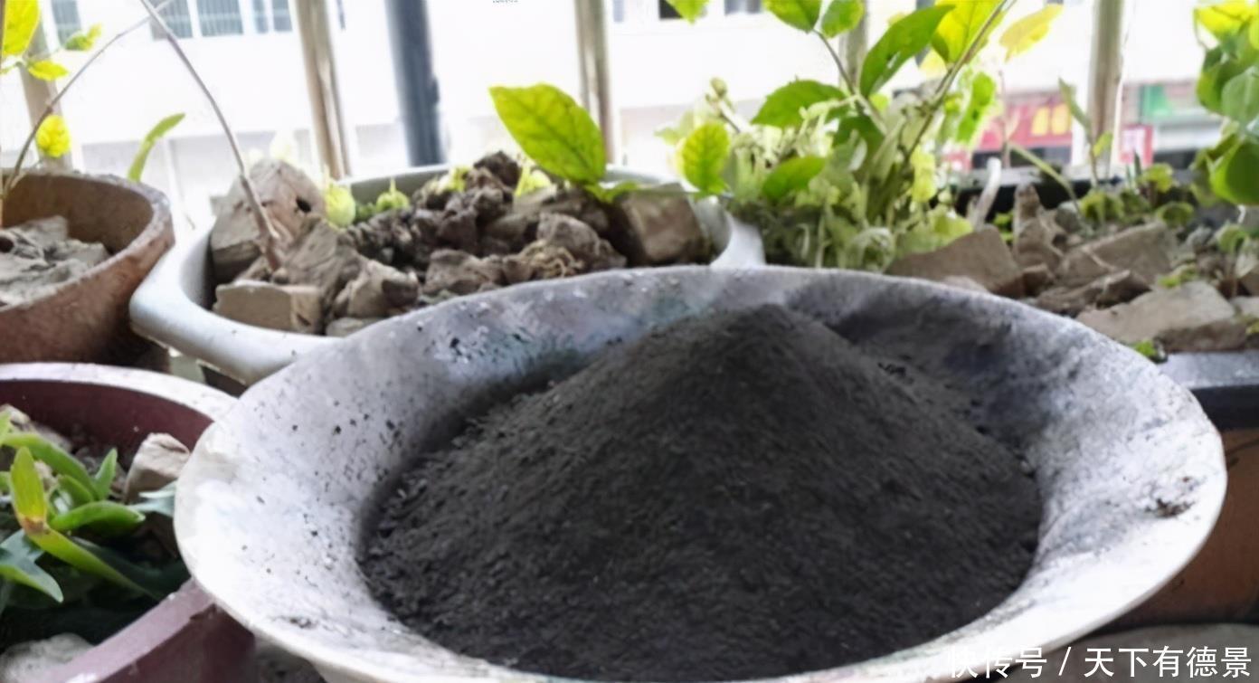 春天养花,怕害虫上门就早准备“3样”东西,有奇效!