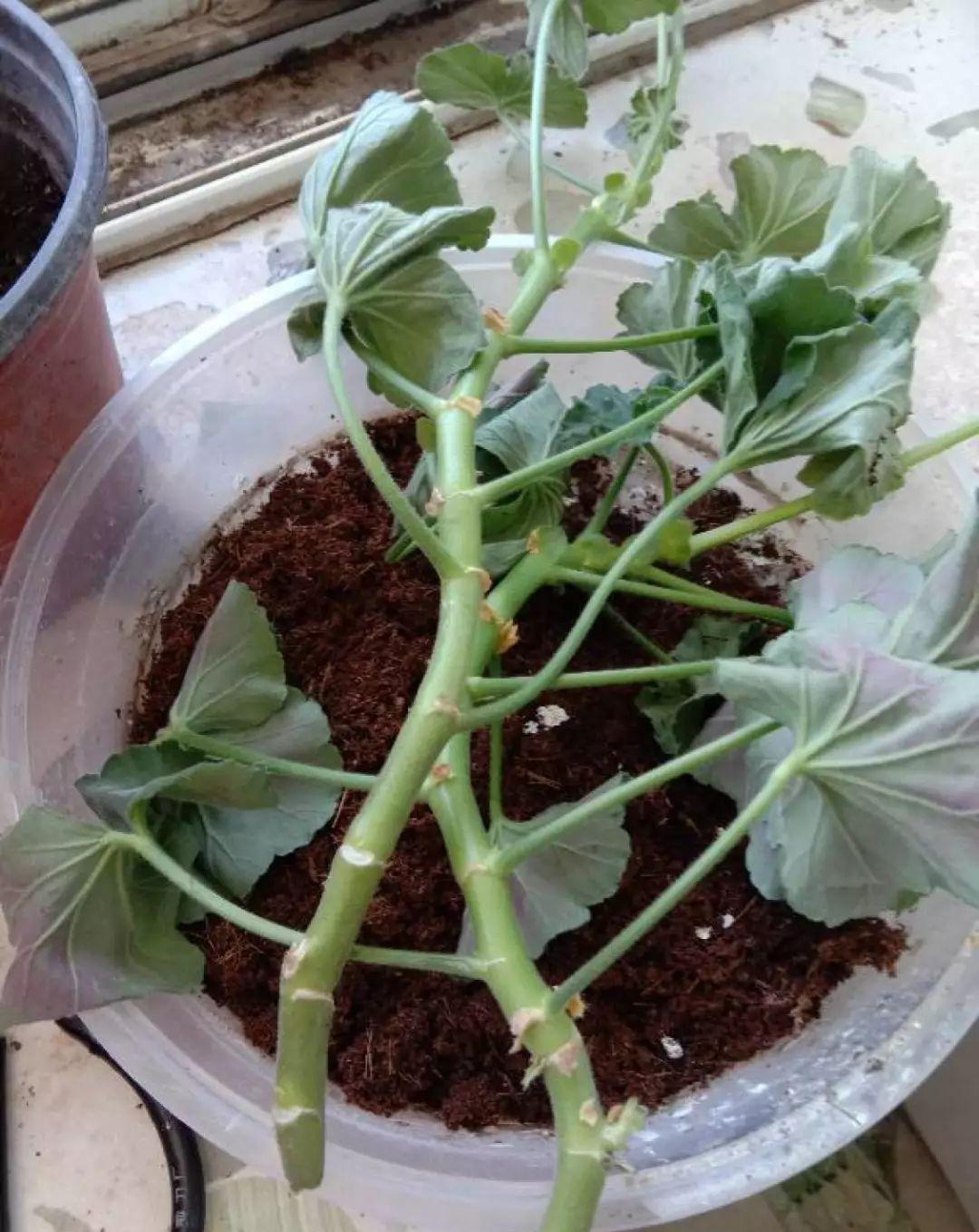 这花真便宜，100块买了一阳台，爆花多得看不见叶子