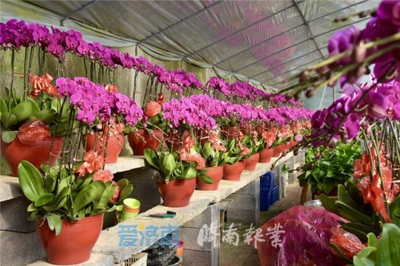 迎春节、寻“年味”!丨花团锦簇春光美 来花的海洋感受桂馥兰香的“年味”