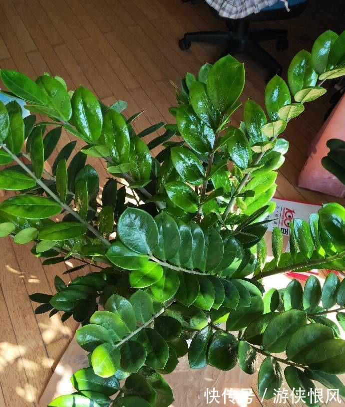 8种“招财树”,养在客厅里,高大笔挺,威武又气派,招财又旺宅