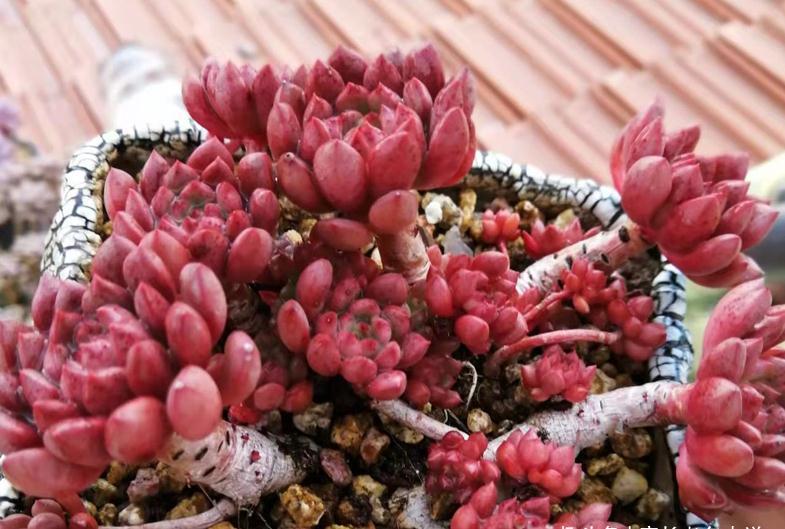 红宝石和锦晃星,两种叶片都能全红的多肉,谁才是你心目中的宝?